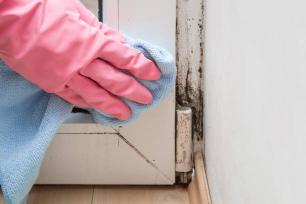 Best Black Mold Removal  in Tyrone, PA